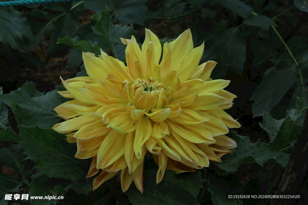 大丽花  