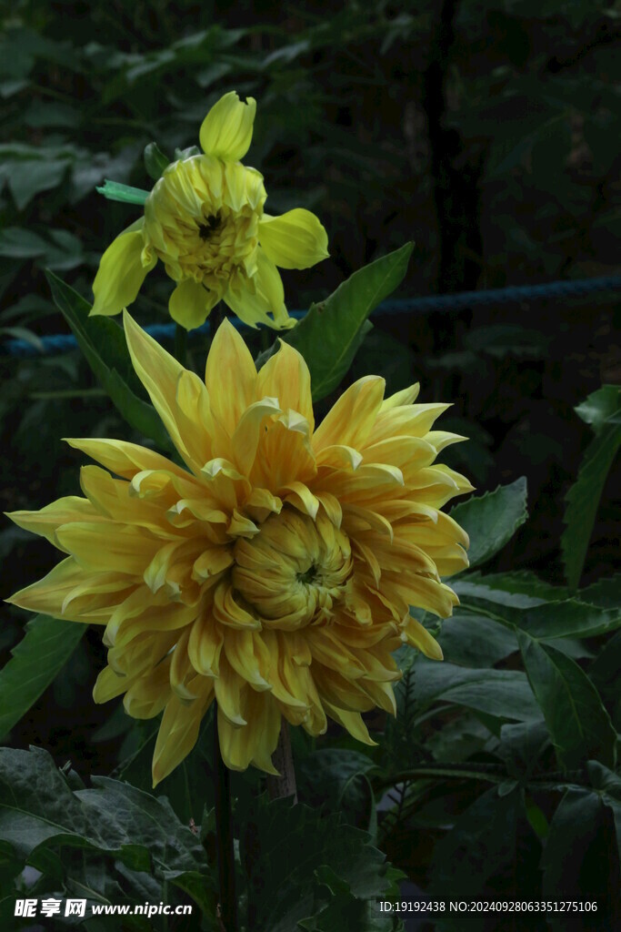 大丽花 