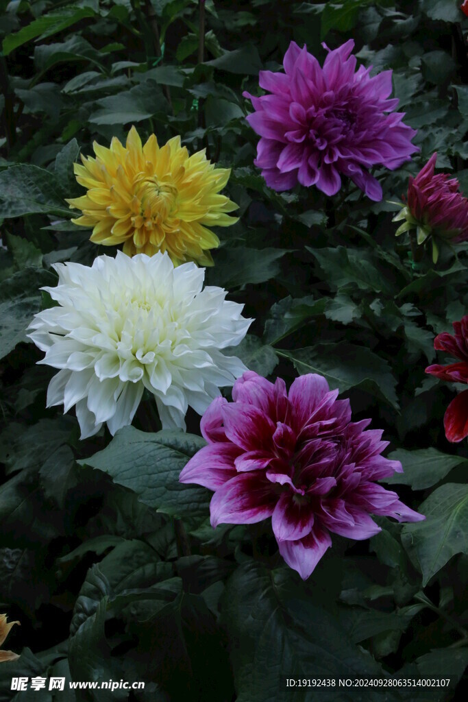 大丽花 