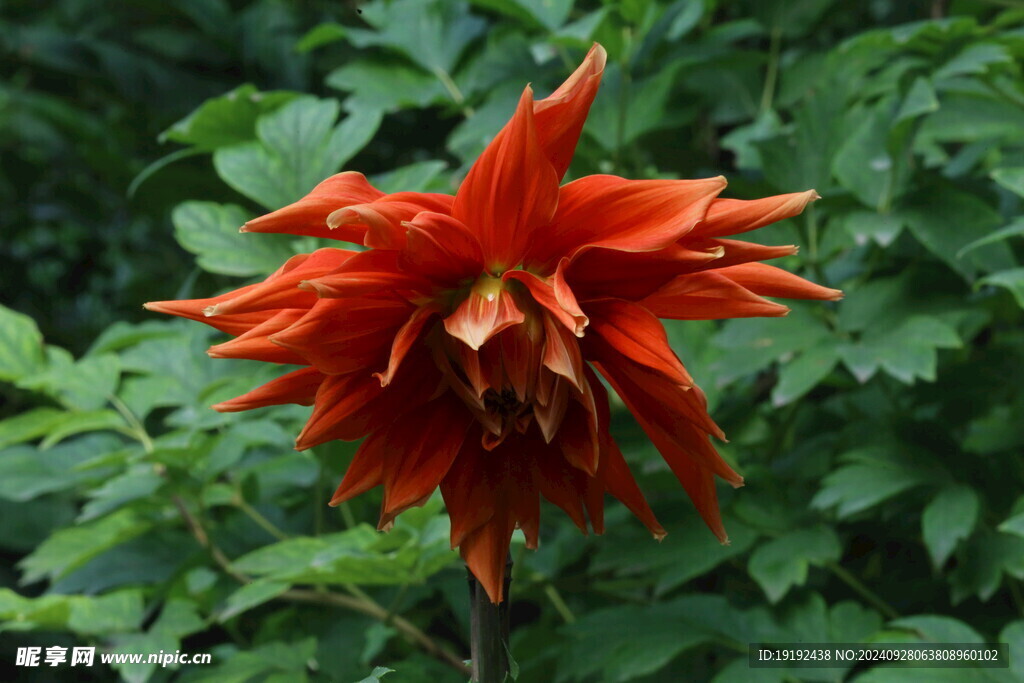 大丽花 
