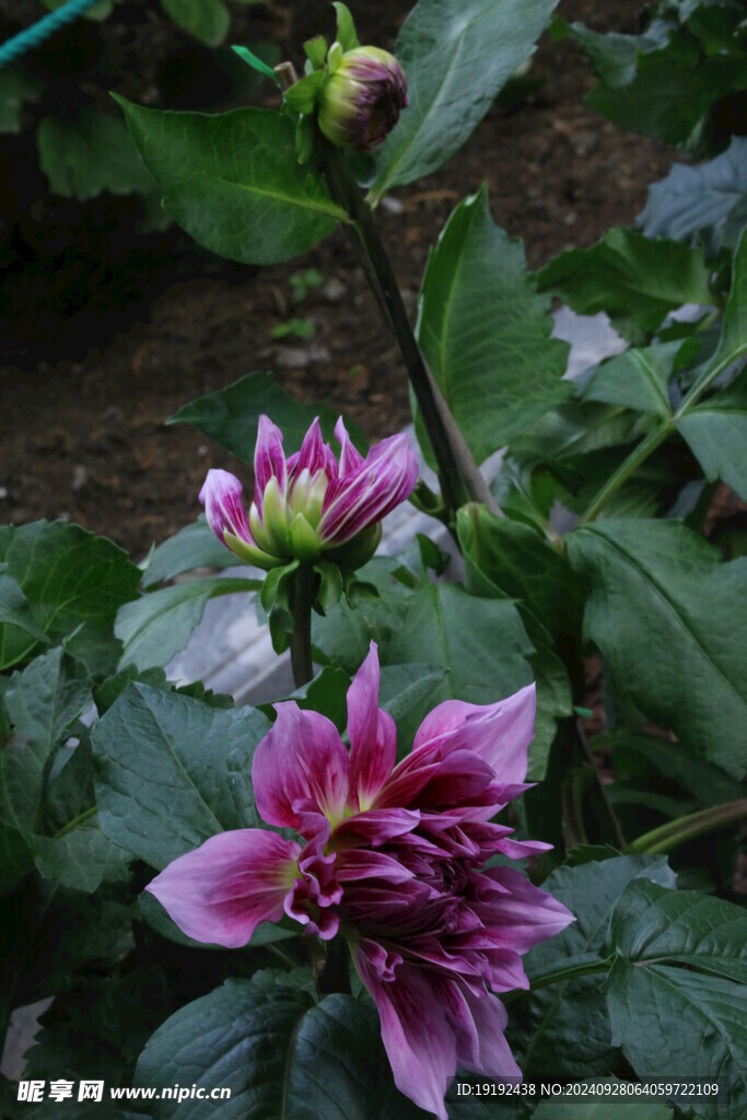 大丽花 