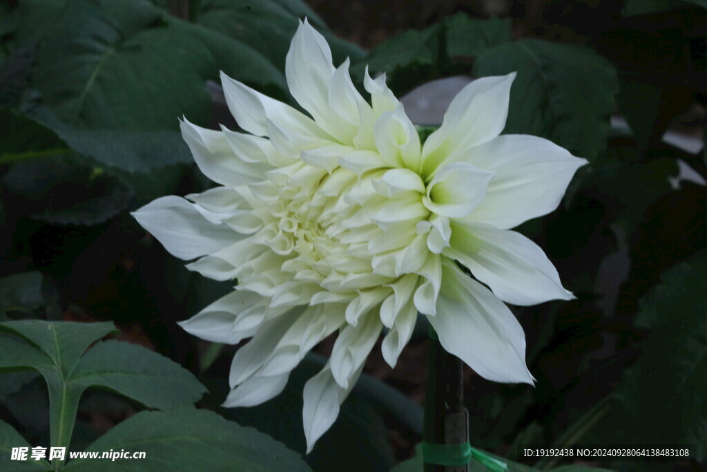 大丽花 