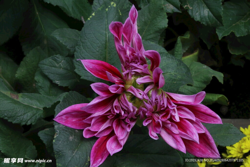 大丽花  