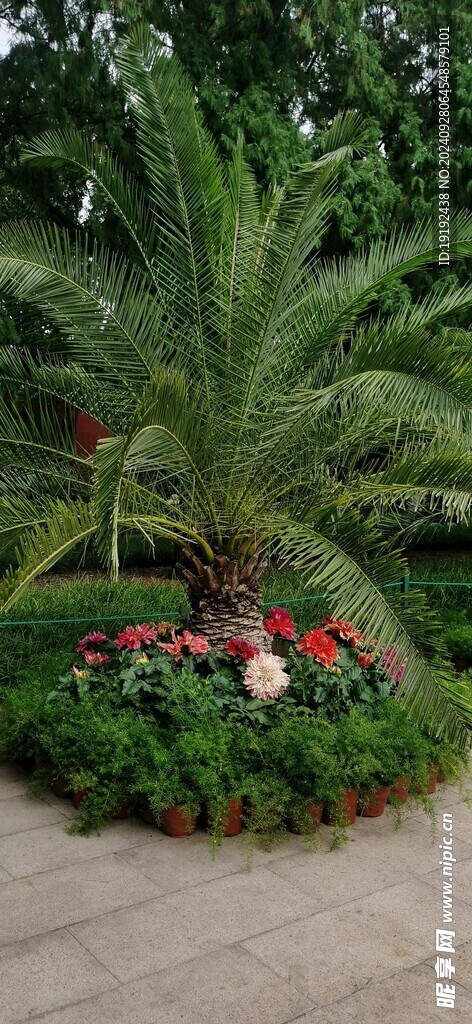 大丽花  