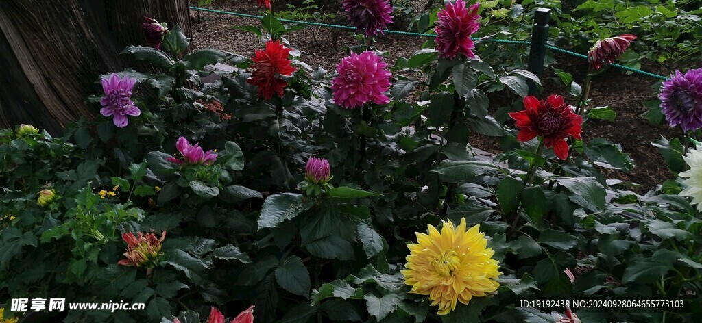 大丽花  