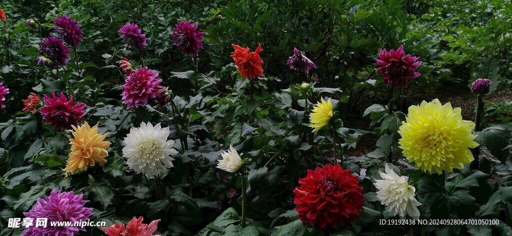 大丽花 