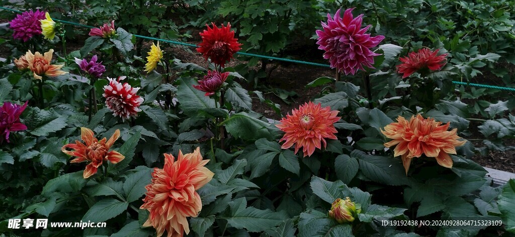 大丽花 