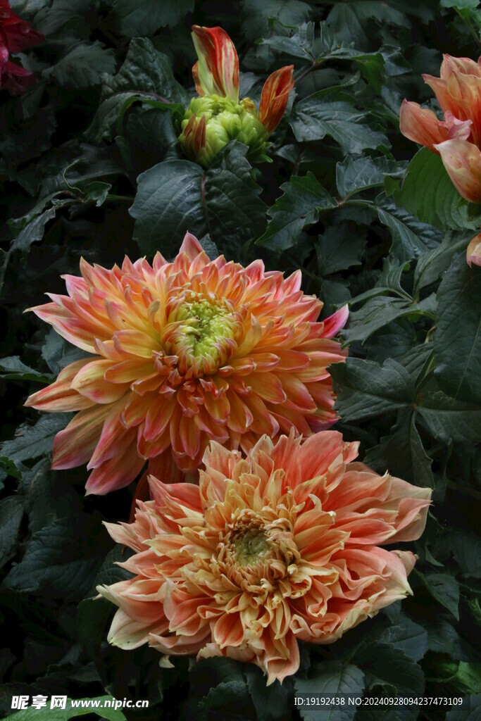 大丽花 