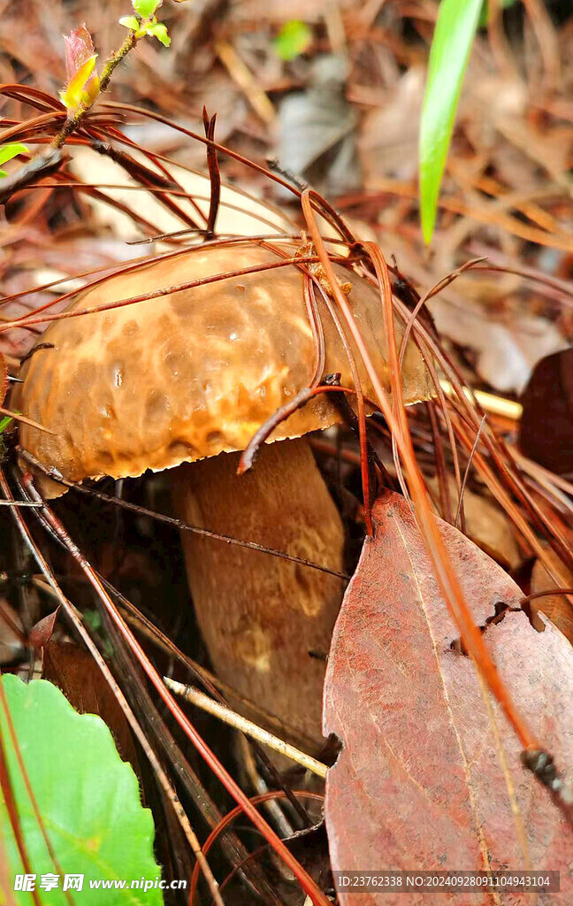 野生牛肝菌