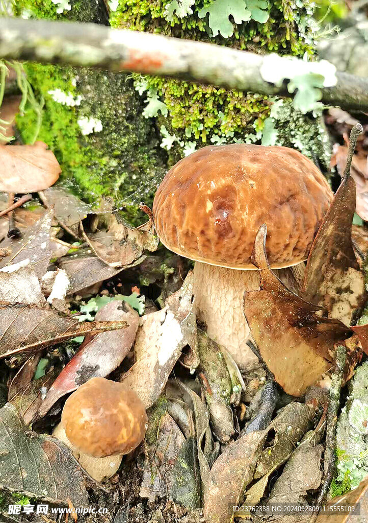 野生牛肝菌