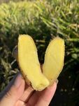 生姜