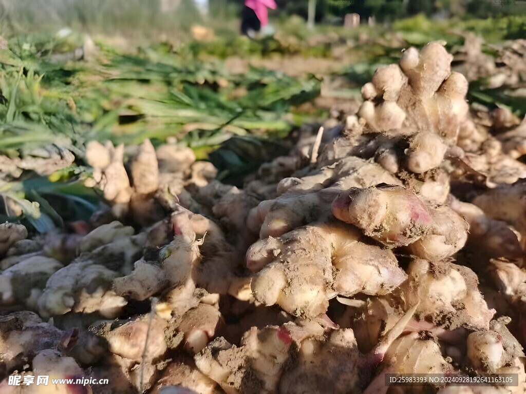 生姜