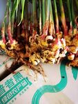 生姜收获