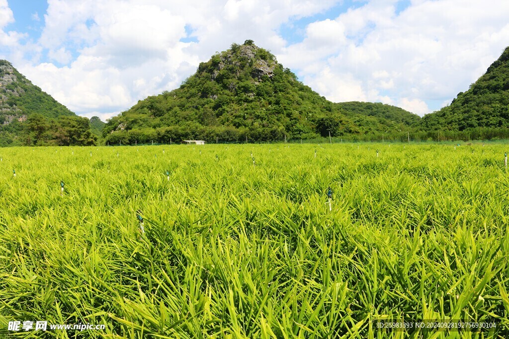 生姜基地