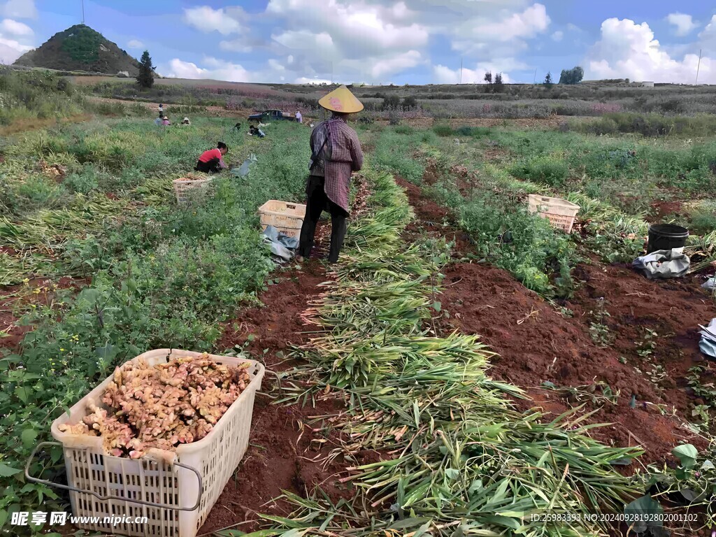 生姜收获