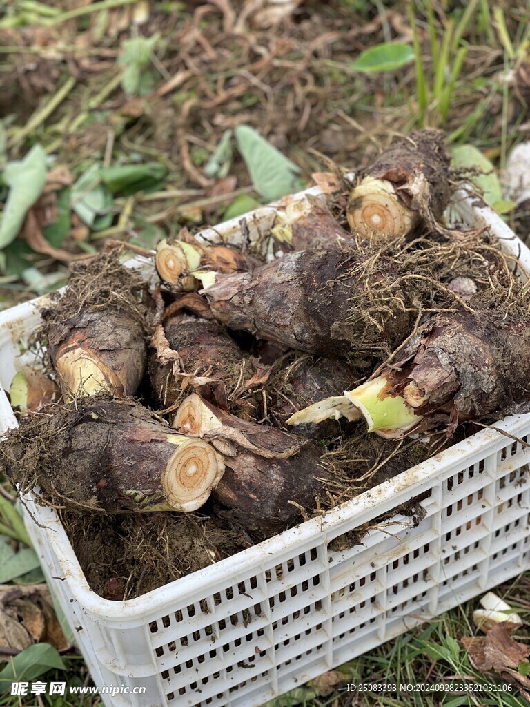 芋头
