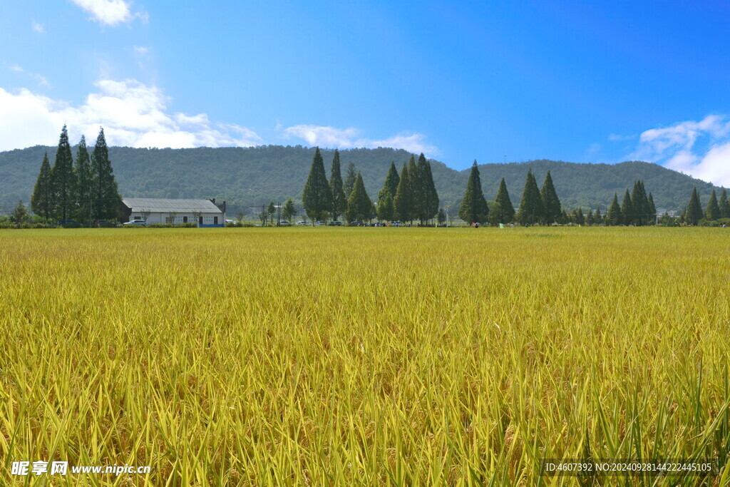 农村秋景