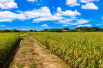 农村田野秋景
