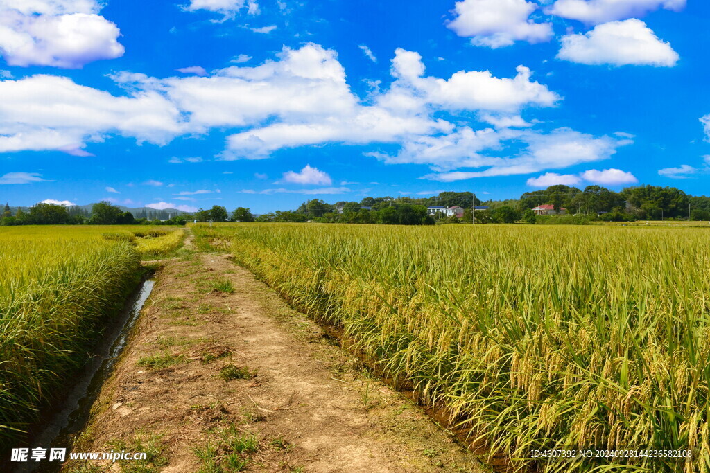 农村田野秋景