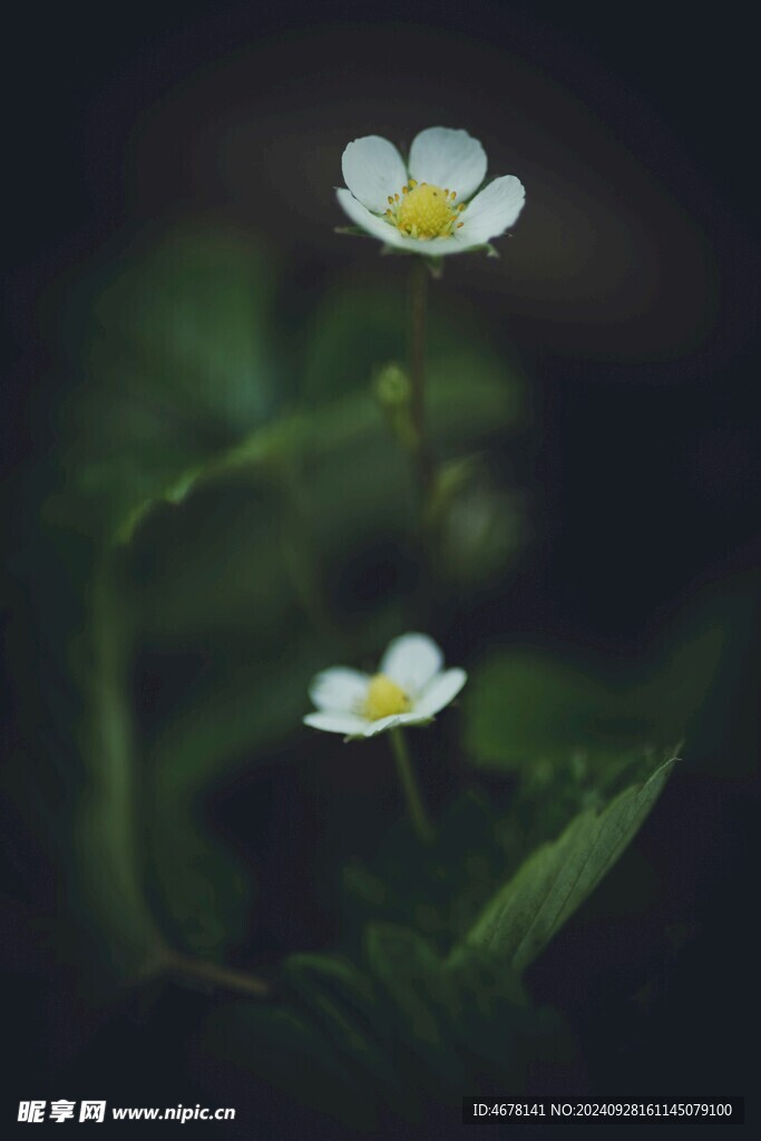 小野花图片