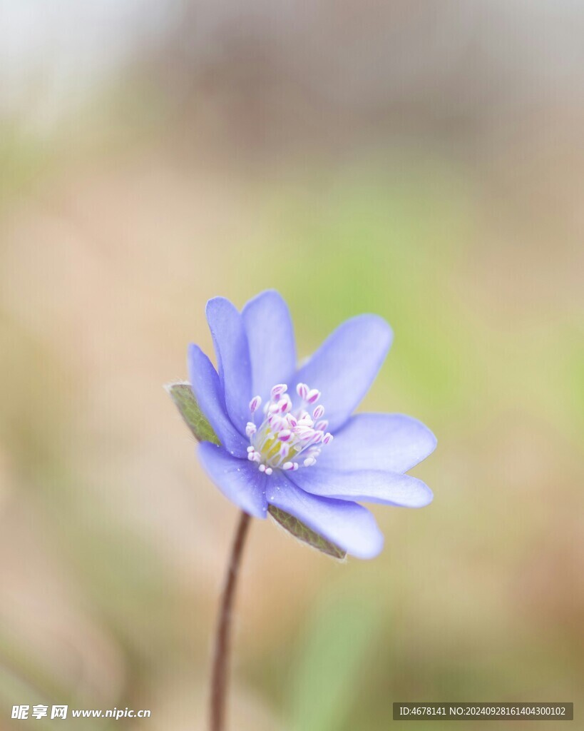 小野花图片