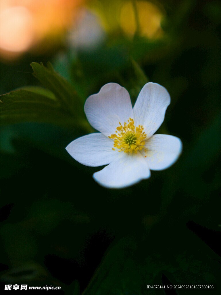 银莲花