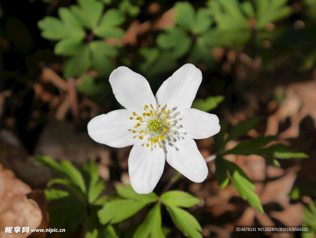 银莲花