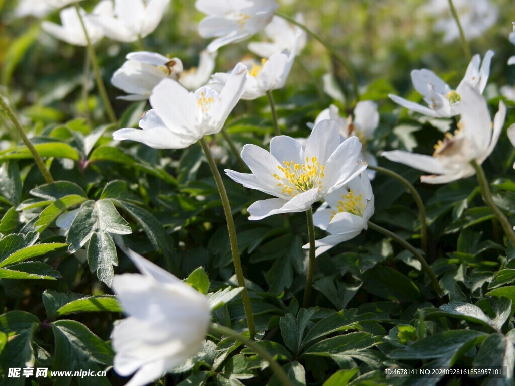 银莲花