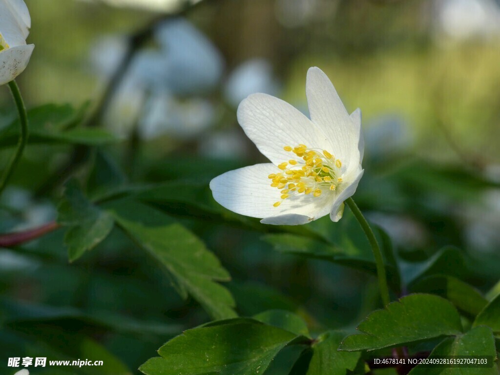 银莲花