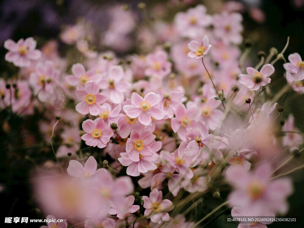 小野花图片