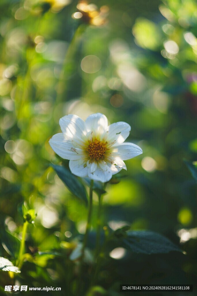 银莲花