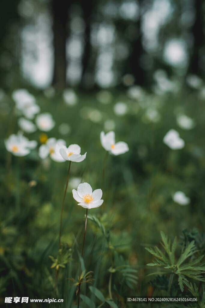 银莲花