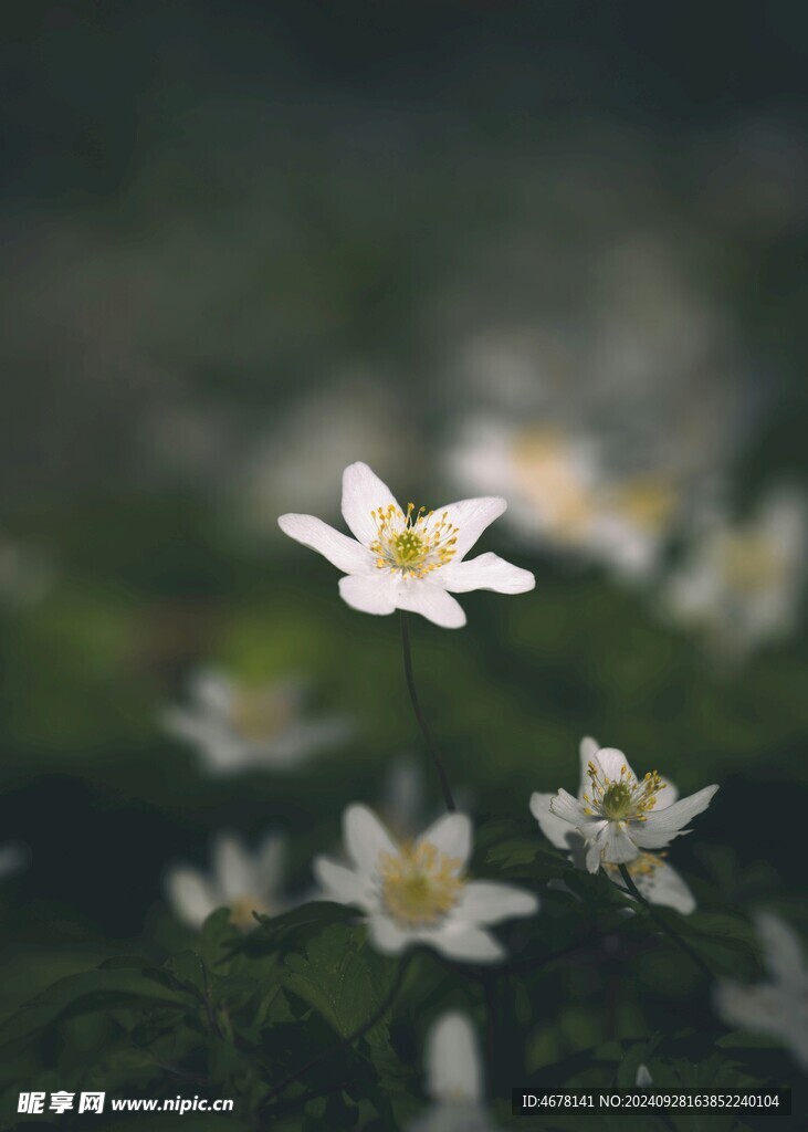 银莲花