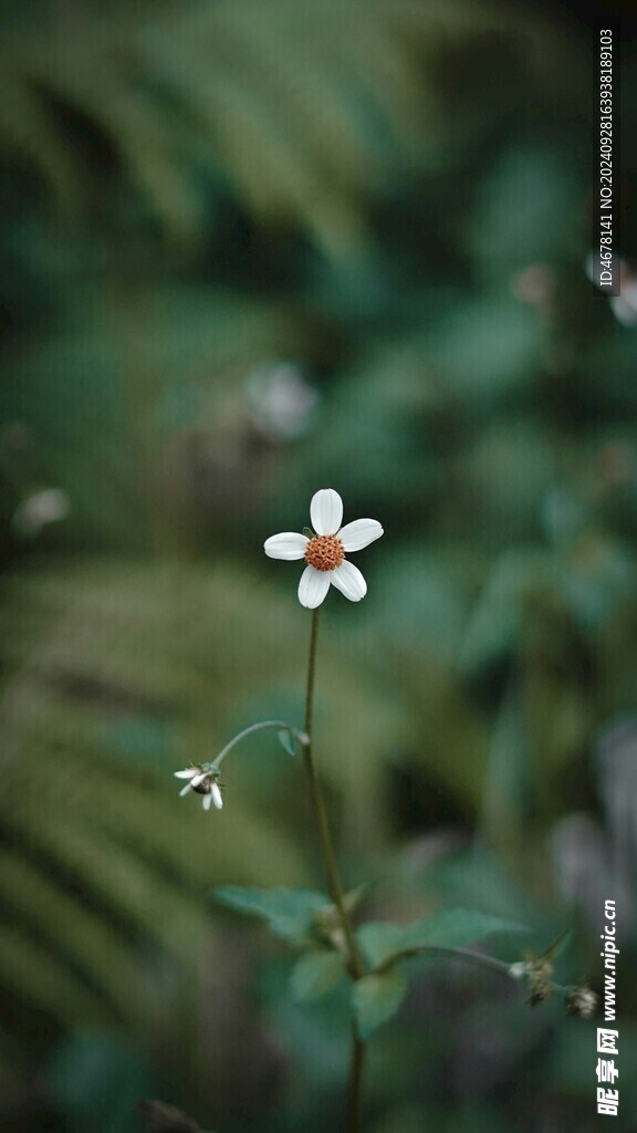小野花图片