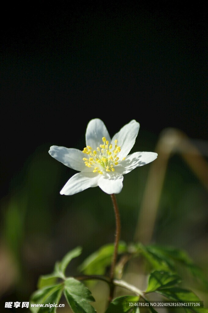 银莲花