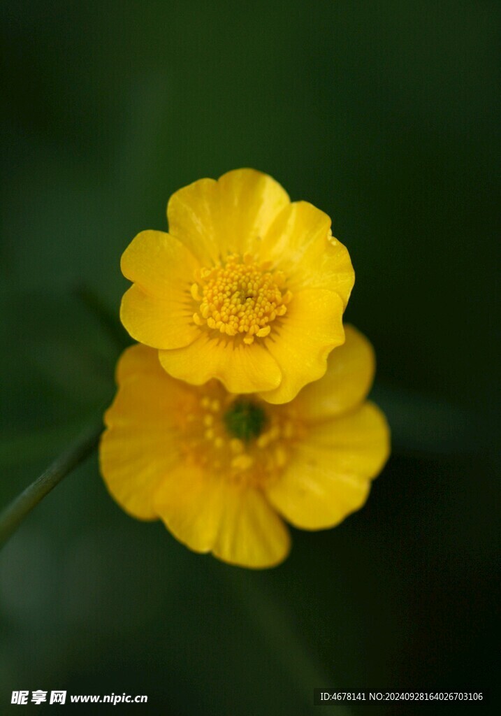 小野花图片