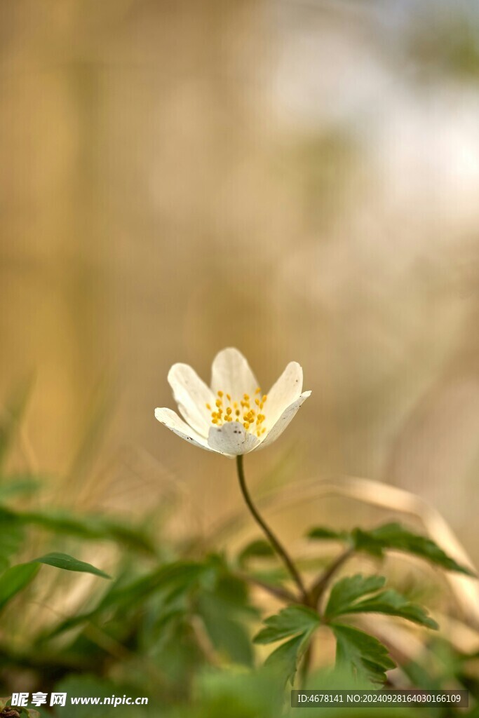 银莲花
