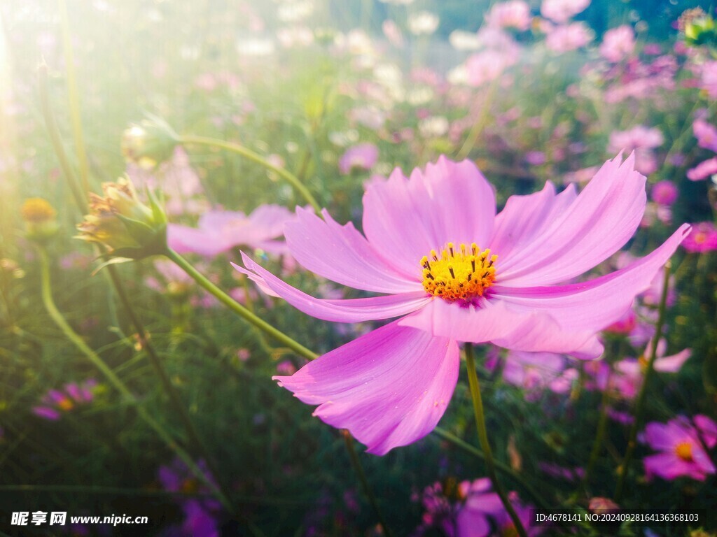 小野花图片