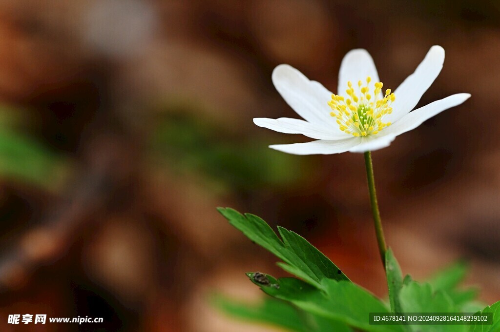 银莲花