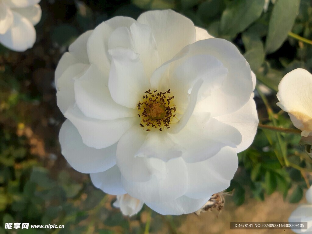 小野花图片