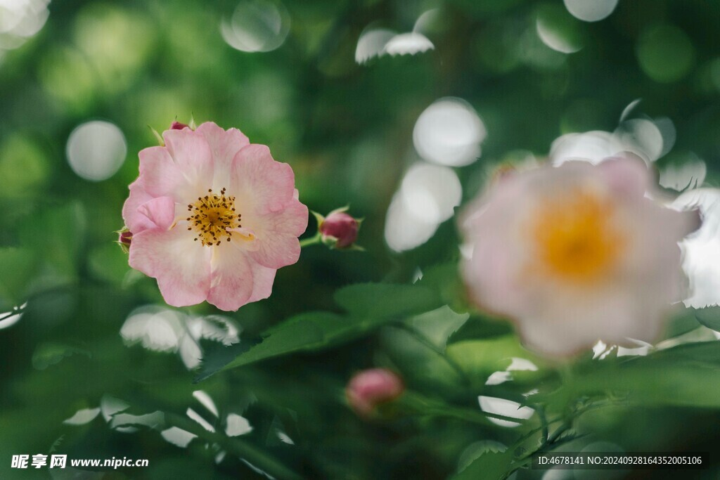 小野花图片