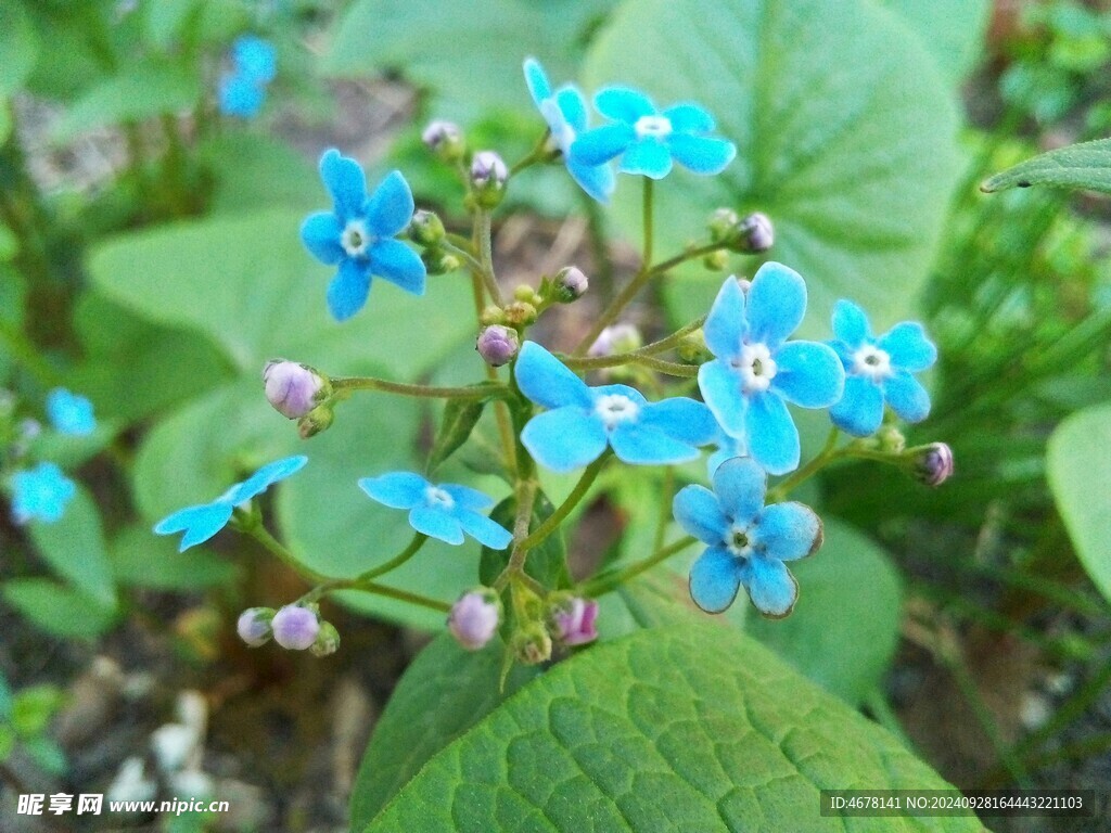 小野花图片