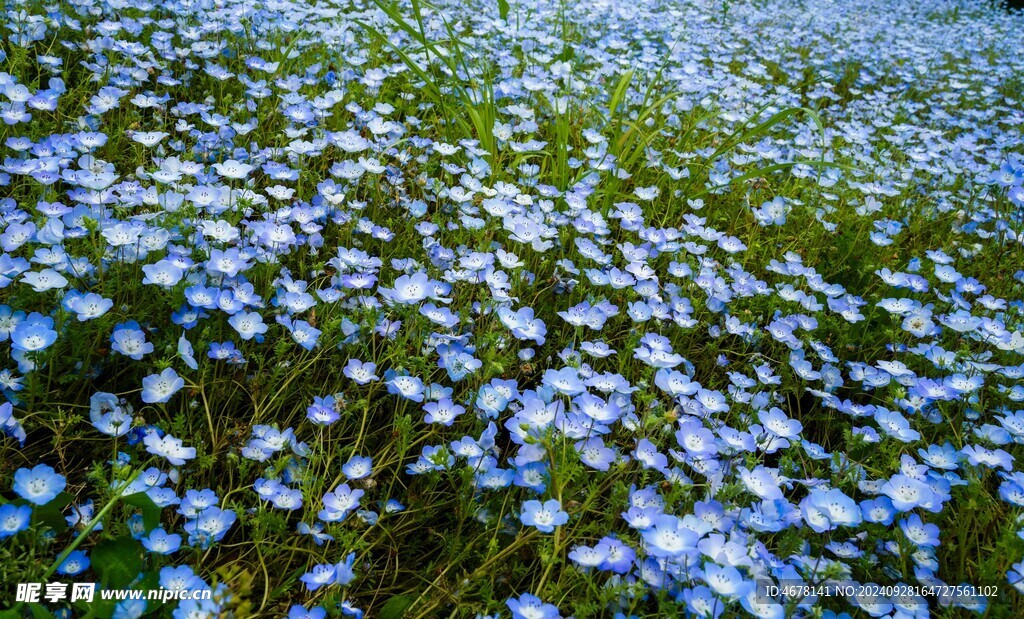 小野花图片