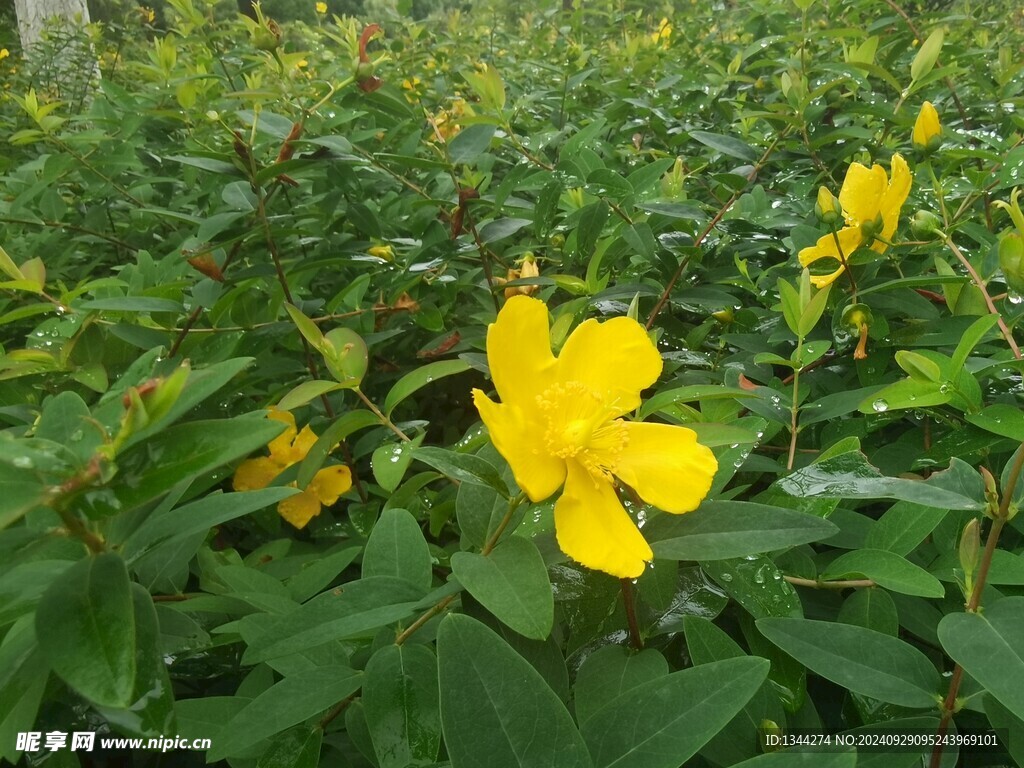 黄花上的露水