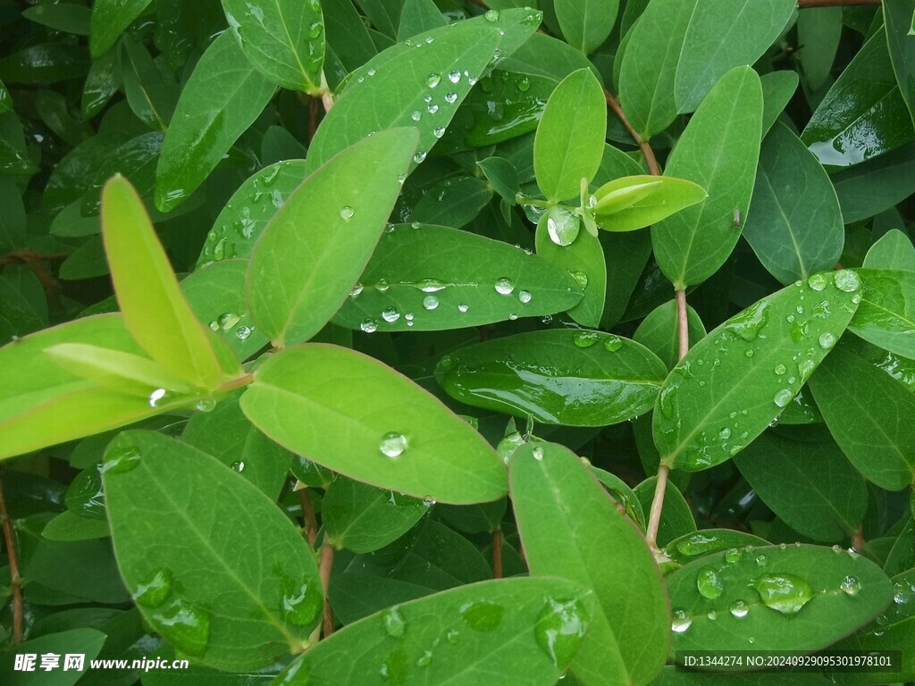 露水