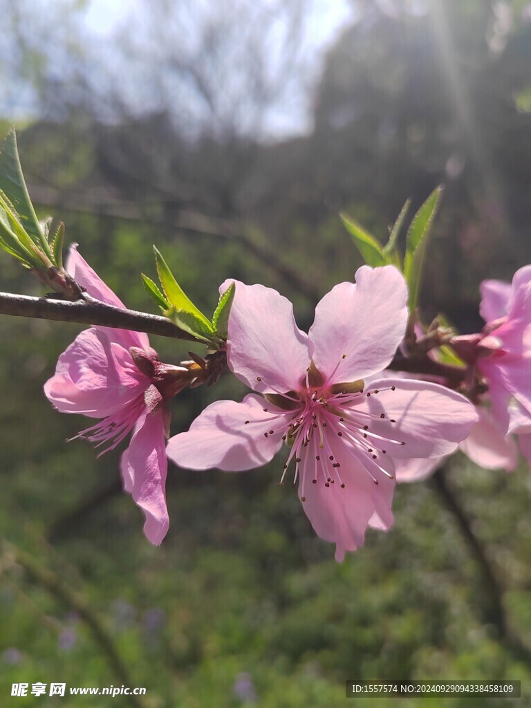 桃花近景