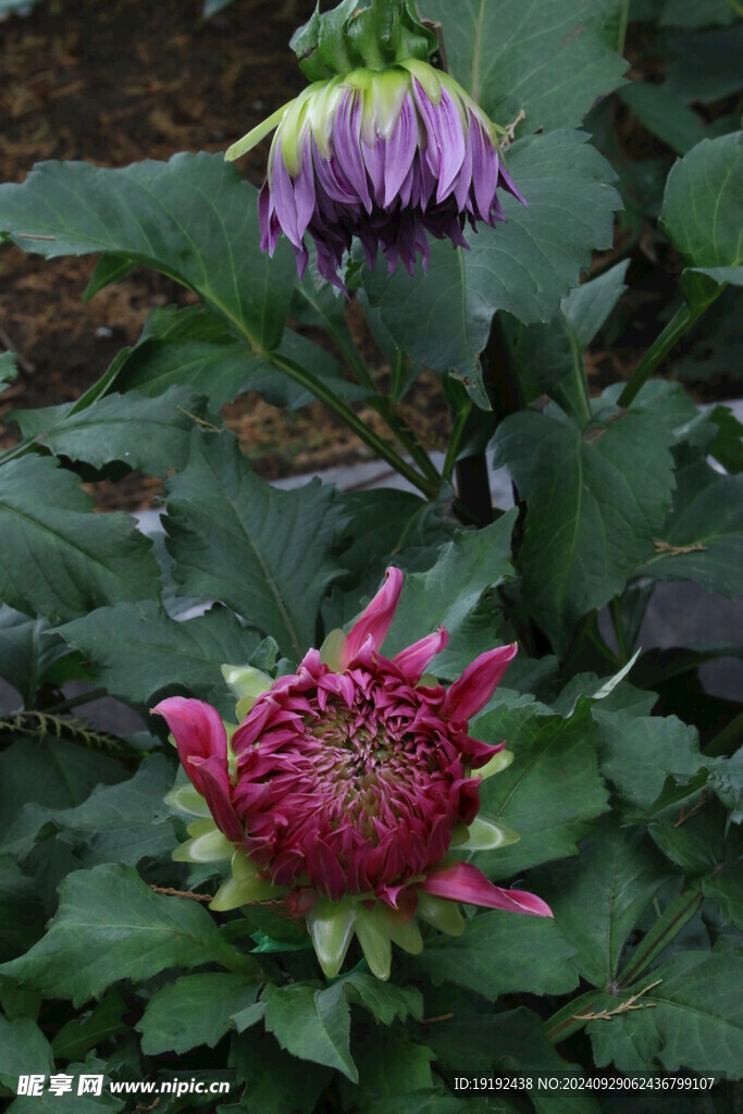 大丽花  