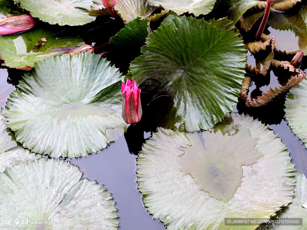 莲花