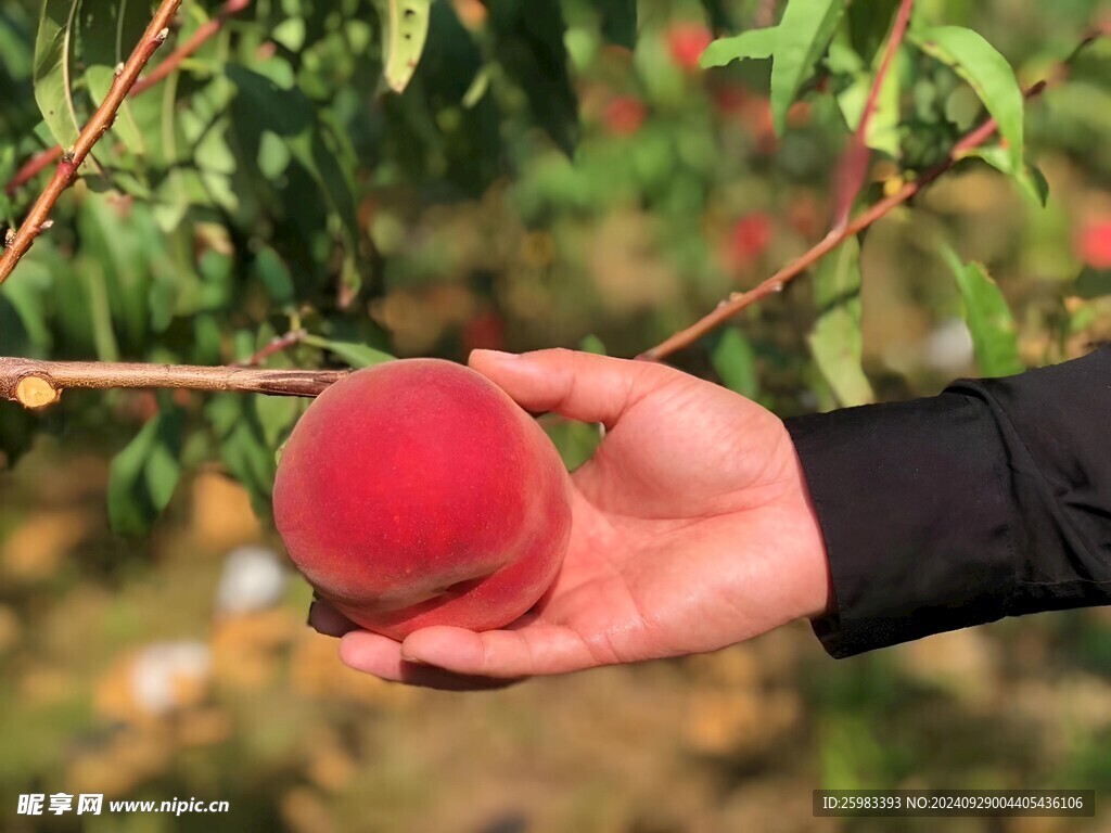水蜜桃