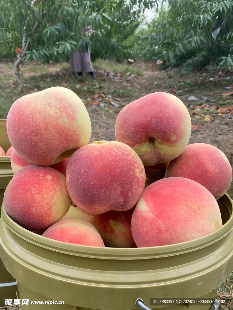 水蜜桃